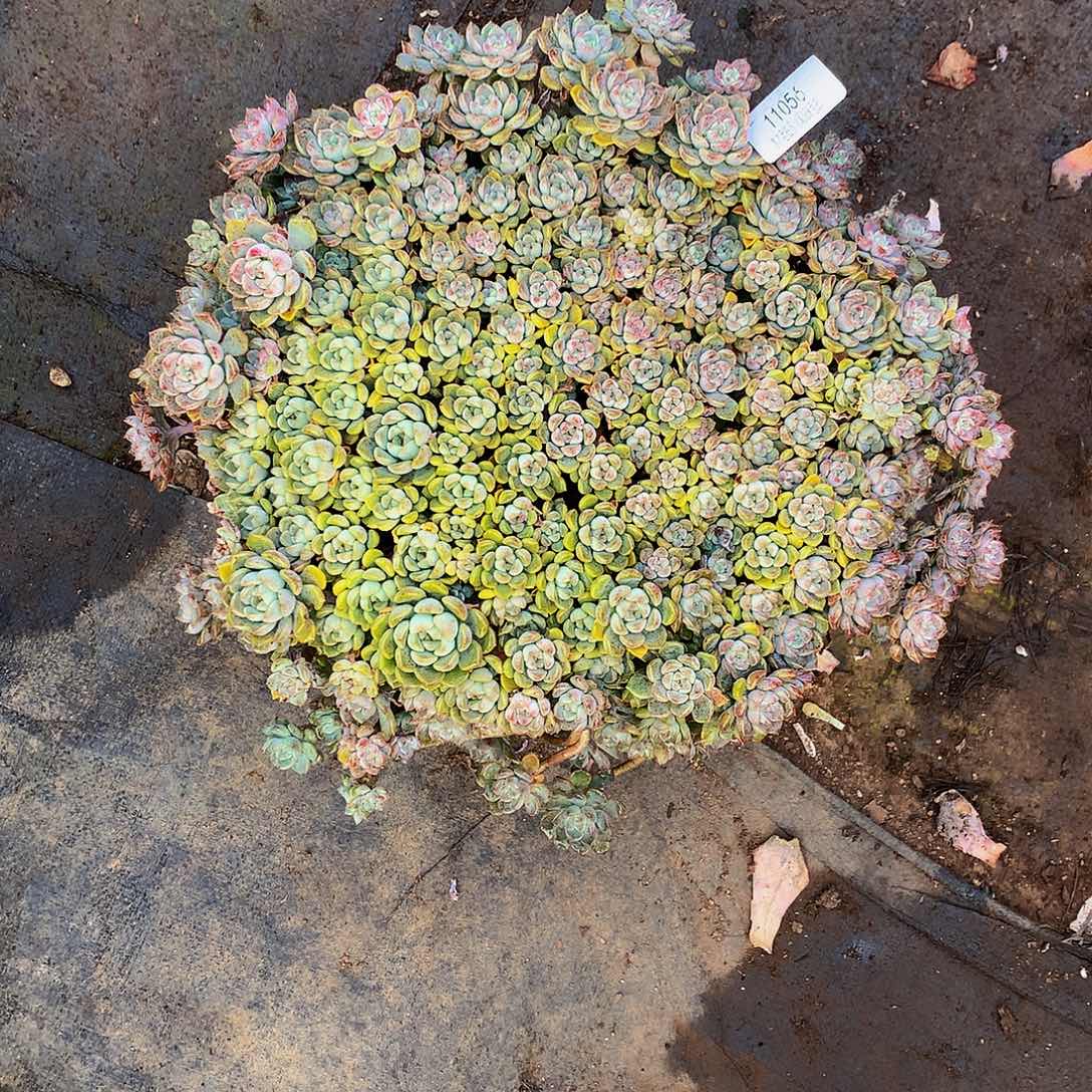 蜕***）    粉布偶多肉11056