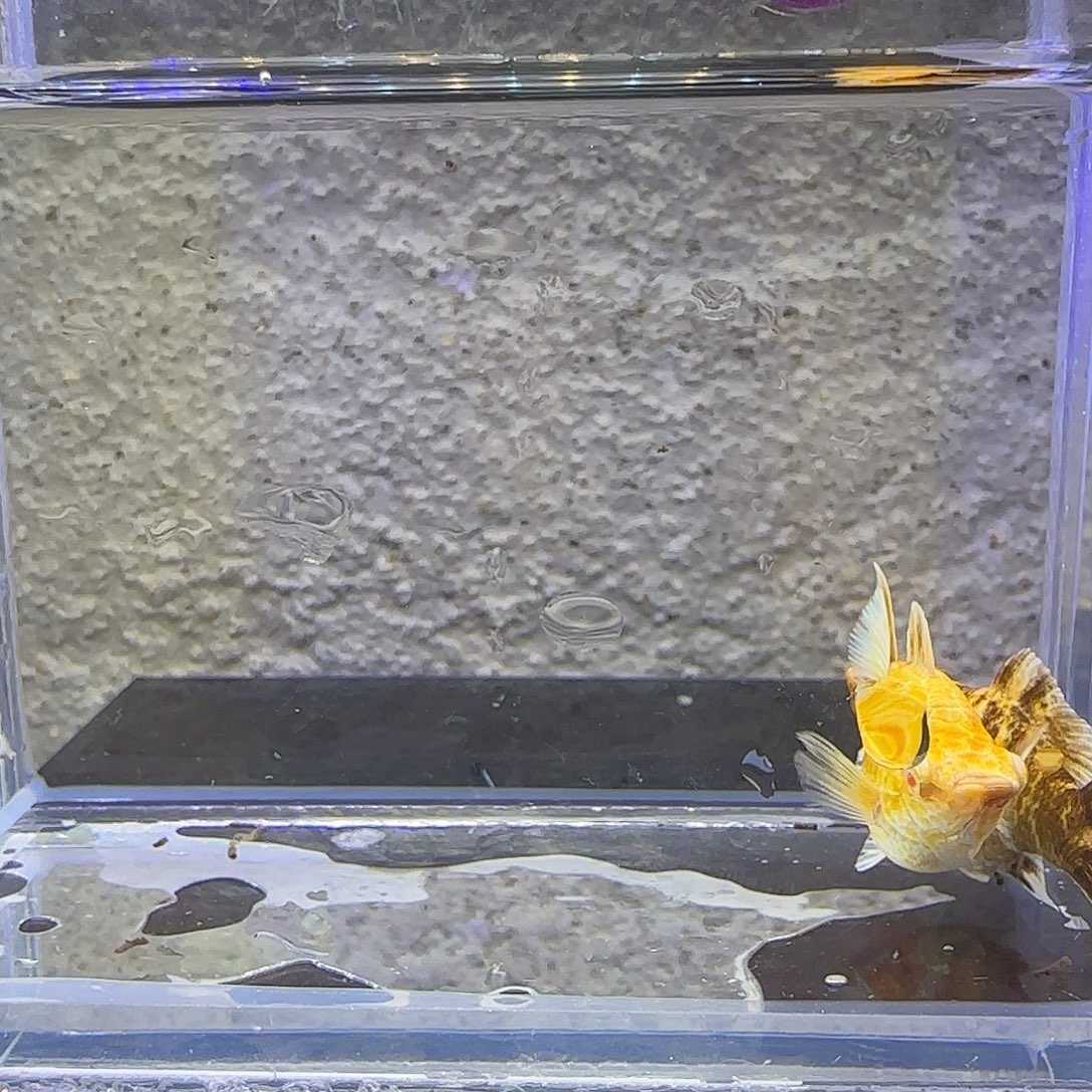 黑玛丽鱼金虎玛丽2母。72号