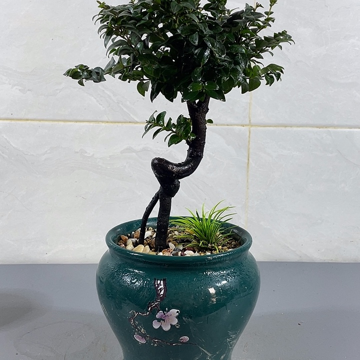 无花朵黑骨茶，广东小叶紫檀树