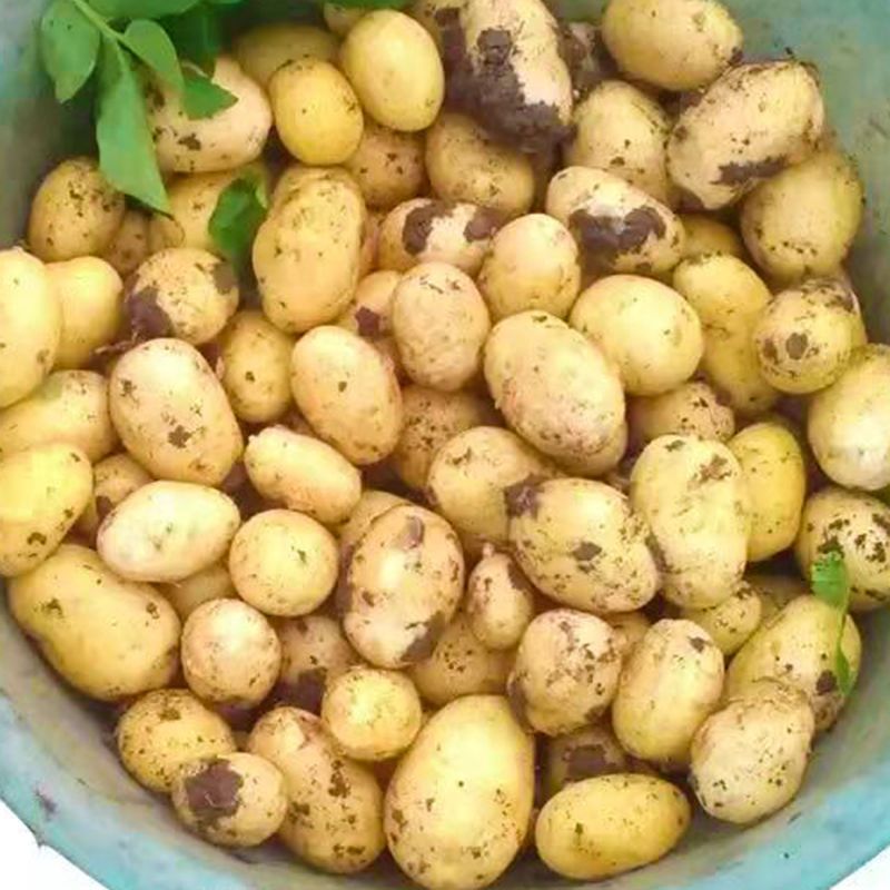 湘西农家黄心小土豆