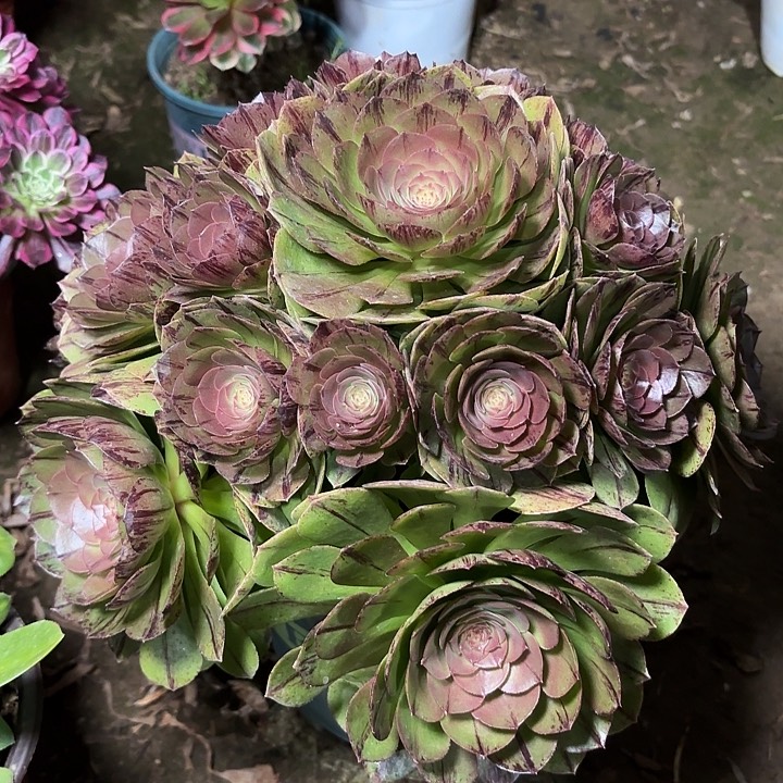 多肉植物万拉丝31