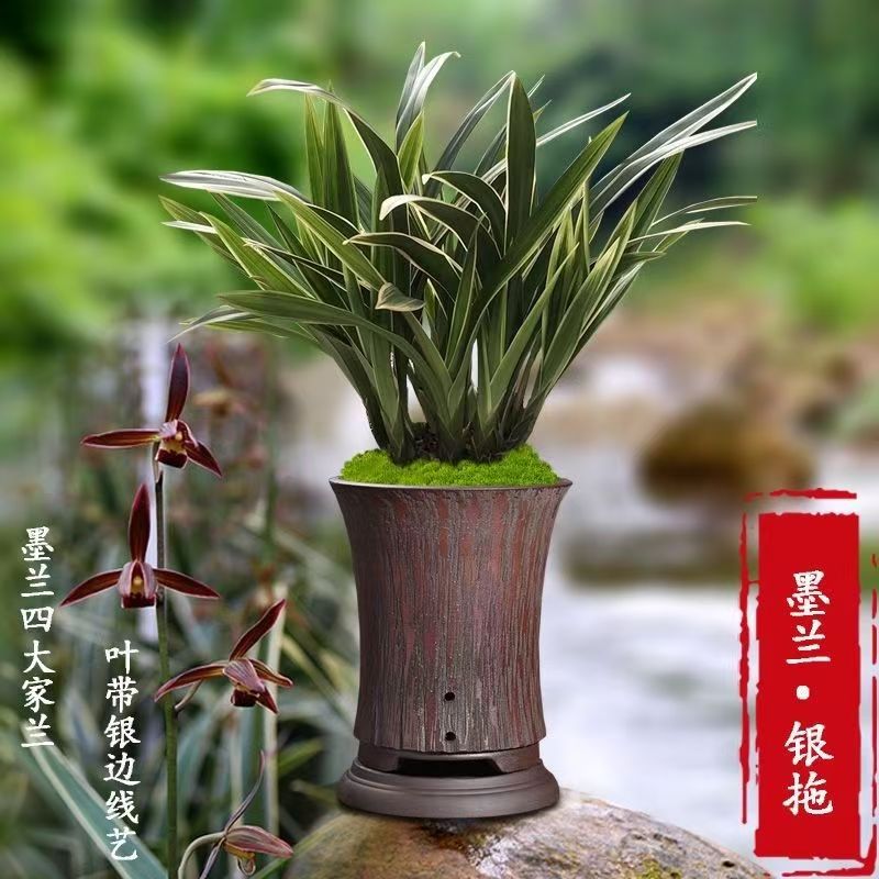 【银托】3苗起金边覆轮艺墨兰浓香型室内阳台绿植花卉兰花盆栽