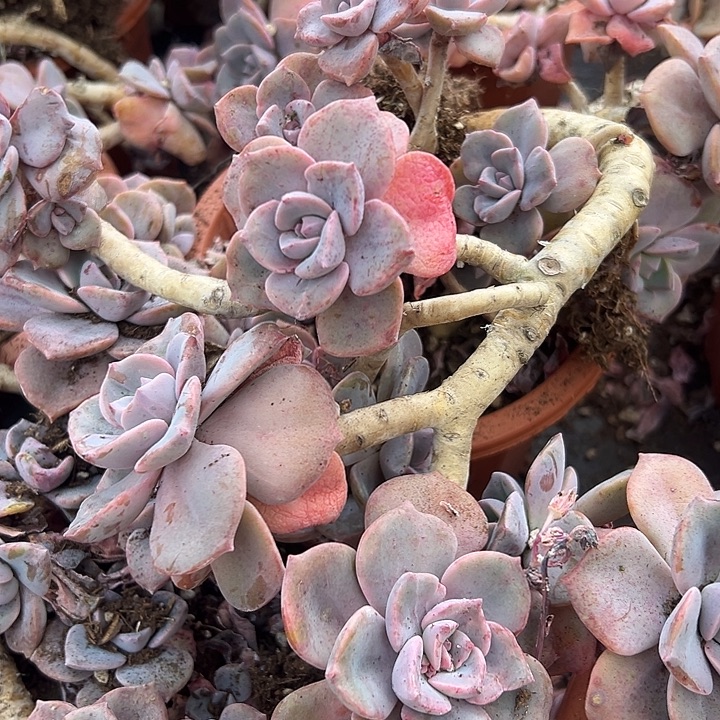 彩虹糖造型桩。                   