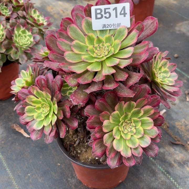 瑞妈，，。。。。514。。。