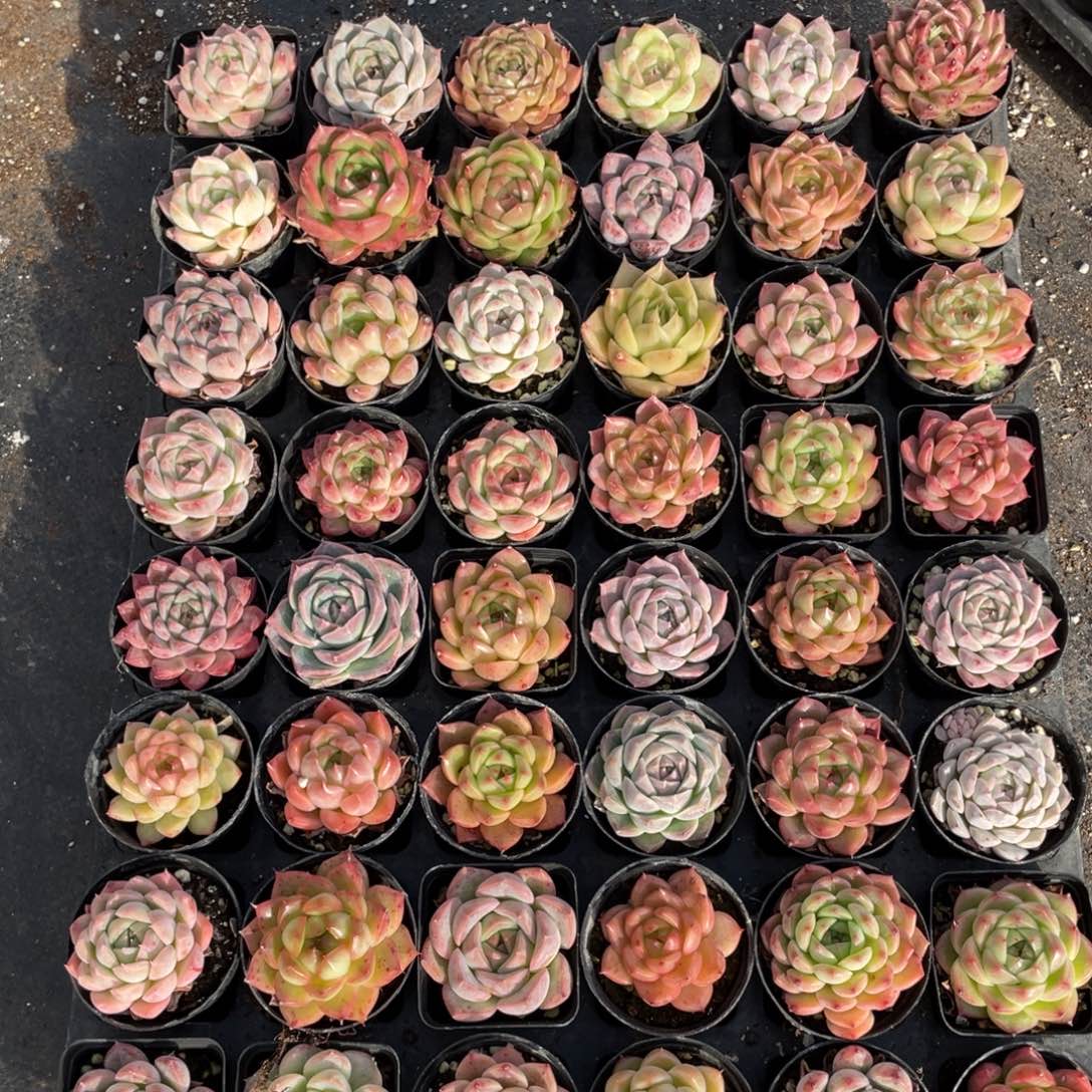 用****2一物一拍48颗23-138