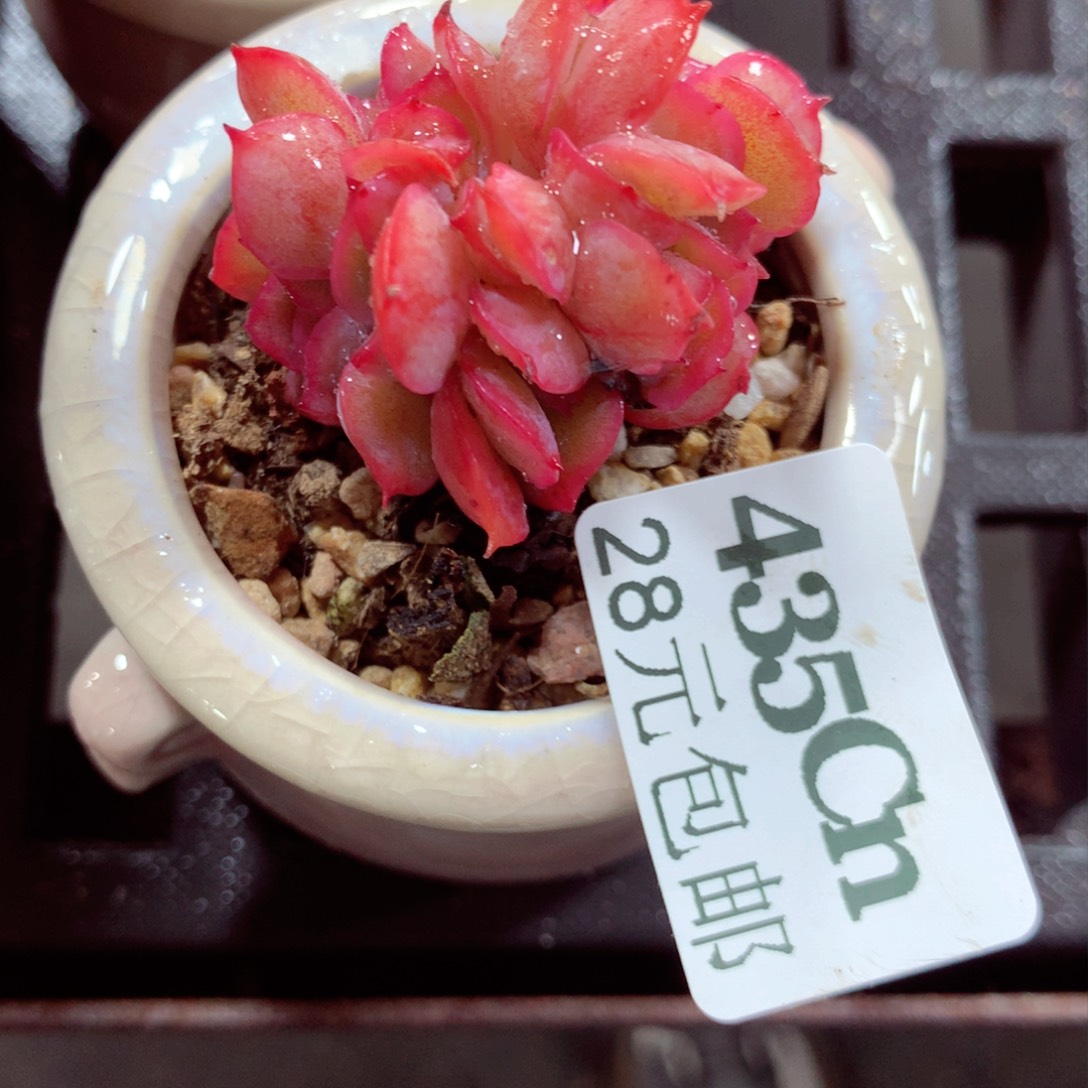 5厘米盆精控多肉435