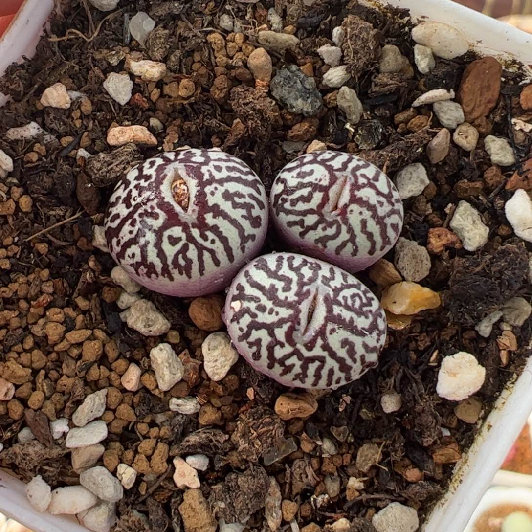 841多肉植物百科