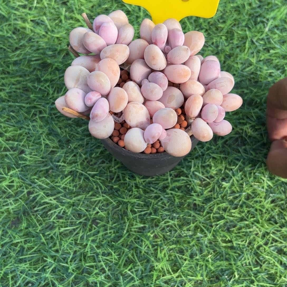 桃蛋小老桩多肉植物