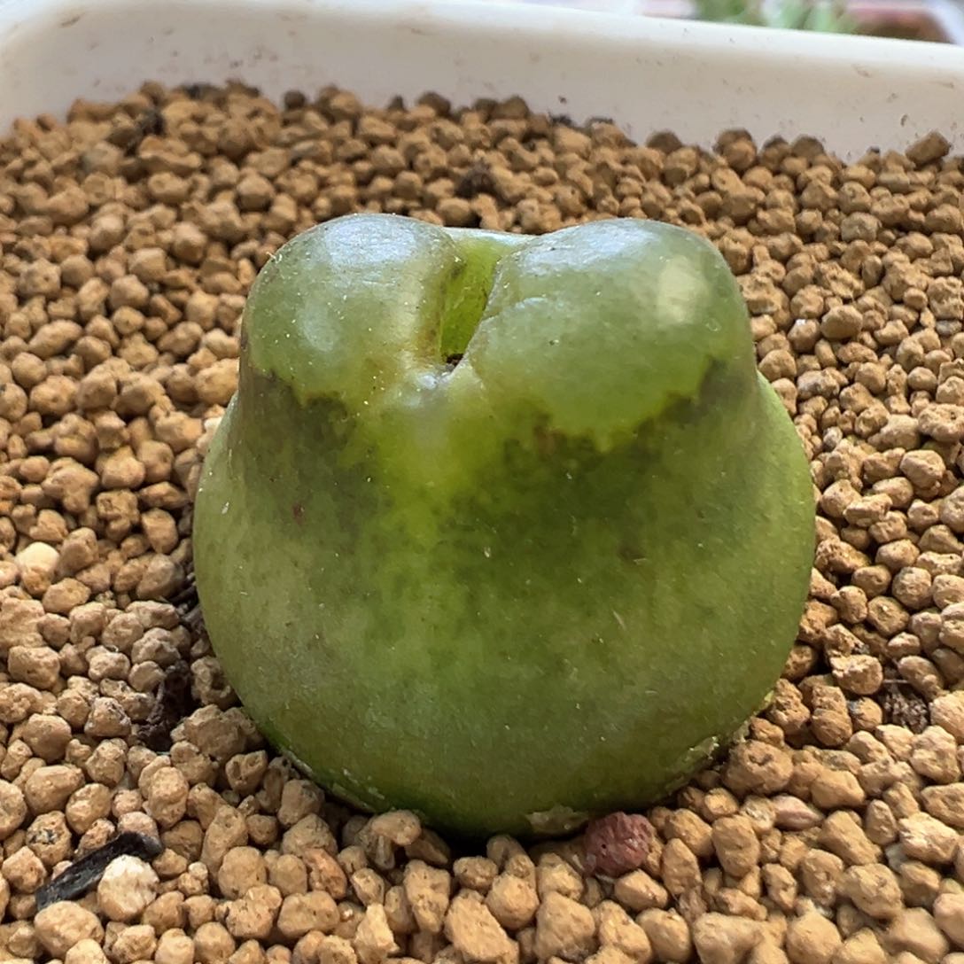 2公分大雪茄 肉锥植物