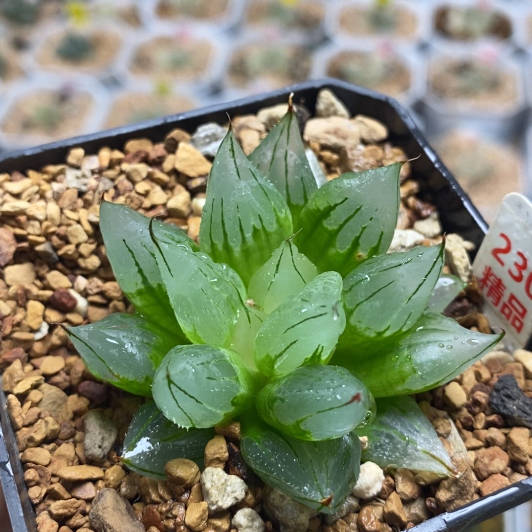 230西亚姬十二卷多肉植物