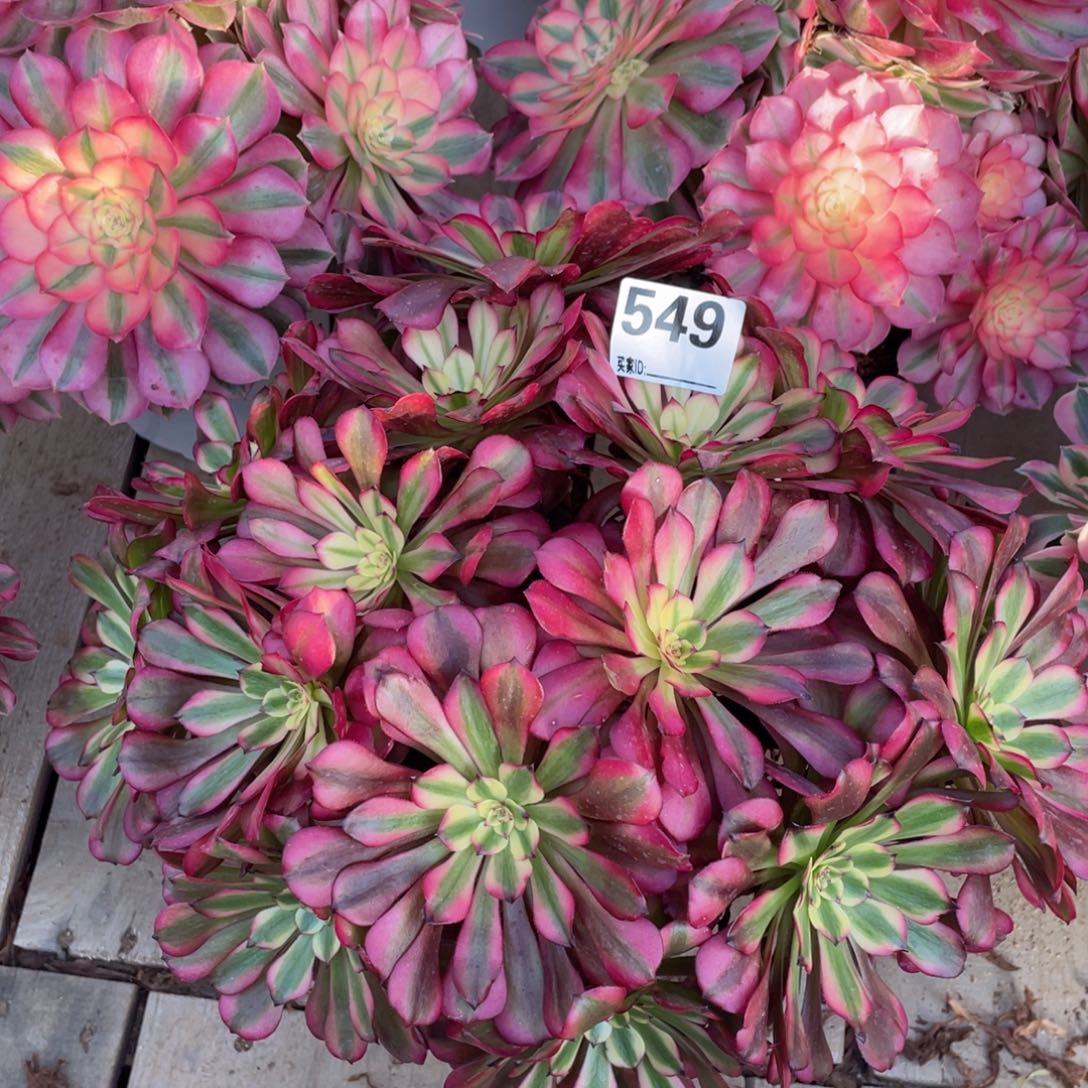 549美姬绣球多肉植物