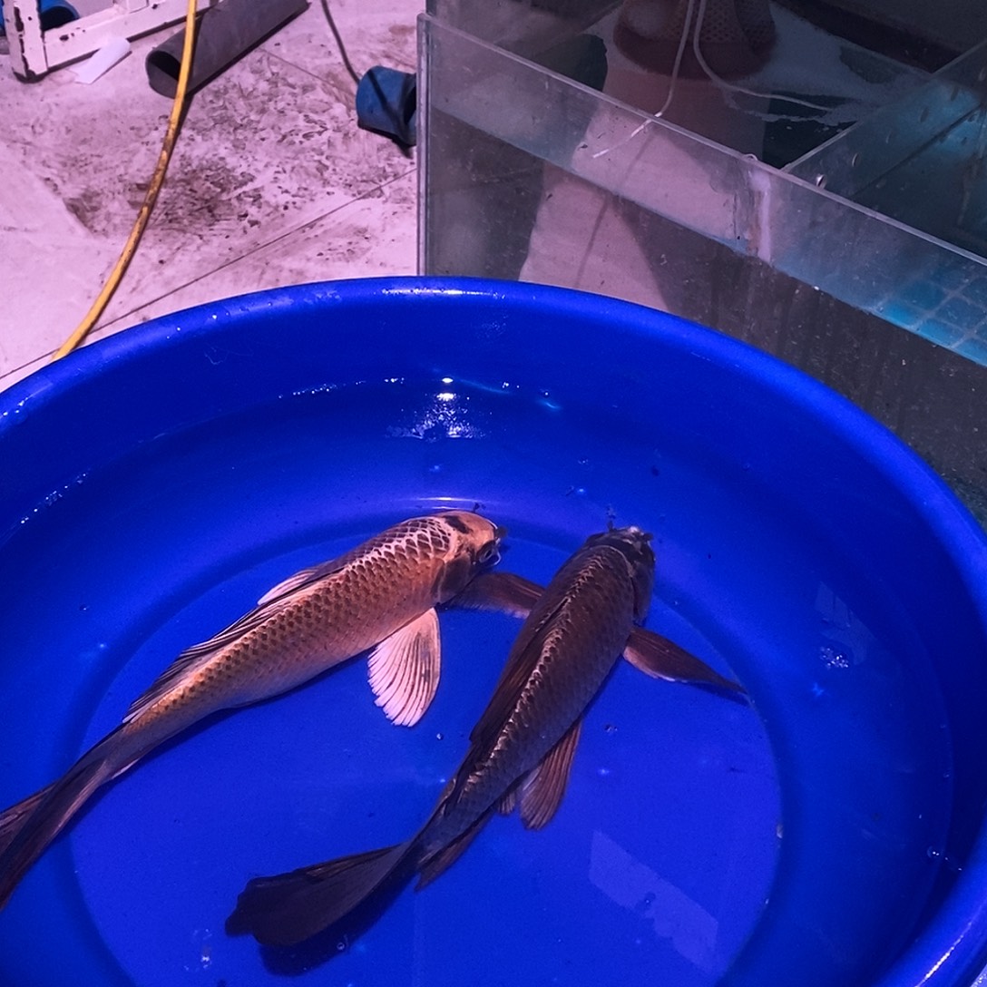 蝴蝶鲤鱼蝴蝶鲤鱼两条