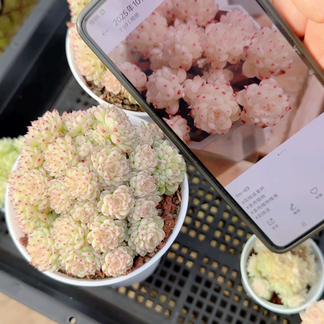 0103-21（fm-69）优选