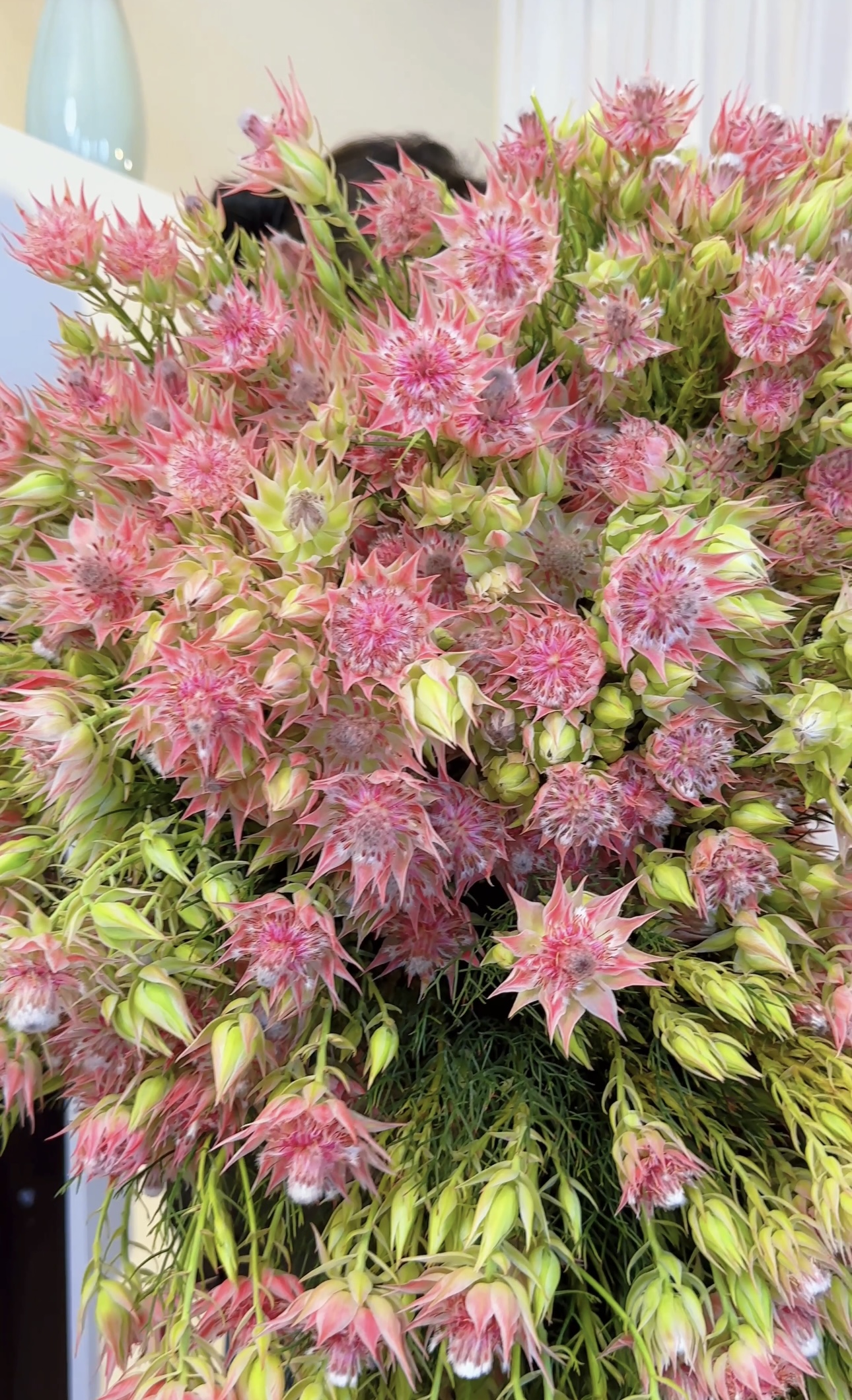 【新娘花】南非新娘花 治愈系居家花材 云南基地直采