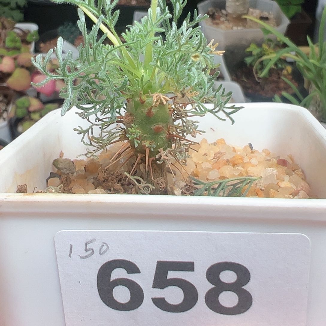 刺月界带盆发货块根植物