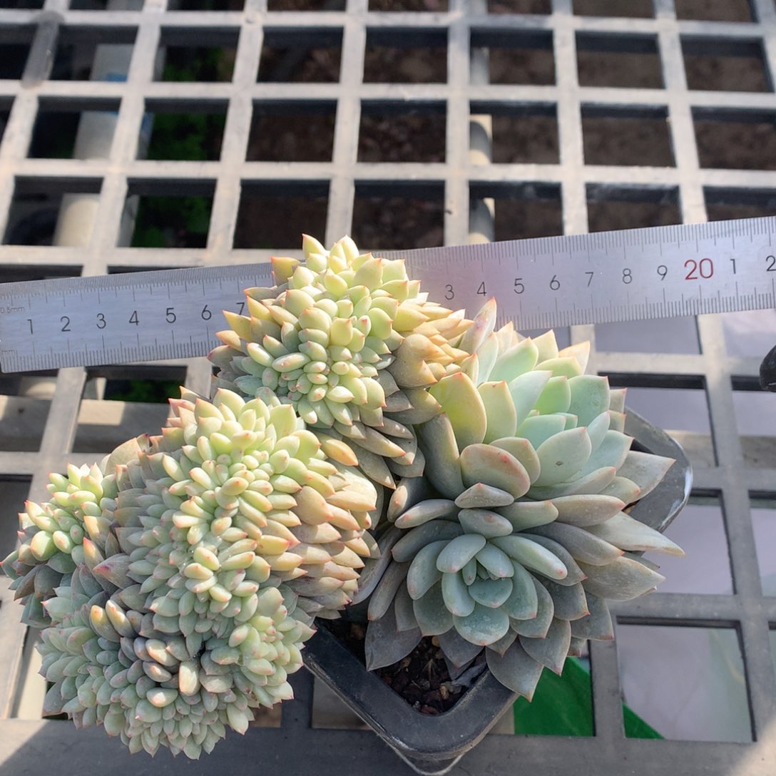 橙子追化啦啦啦啦