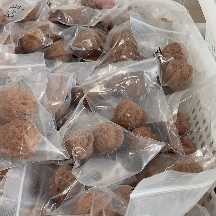 吊坠文玩核桃崔凯
