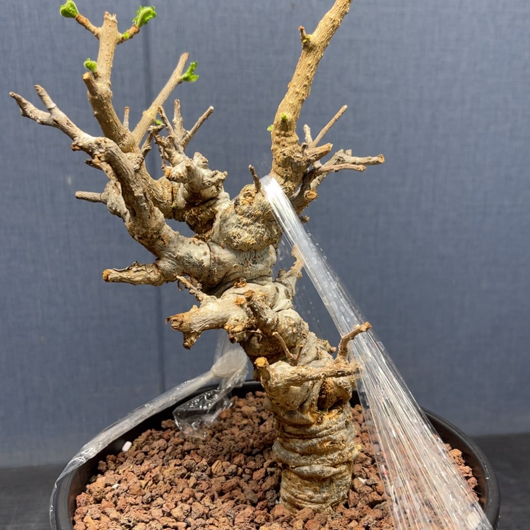 尼勒达乳香产地熟桩