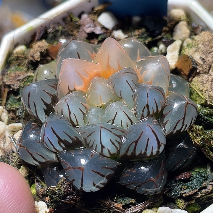 516水中月锦亚母本级别