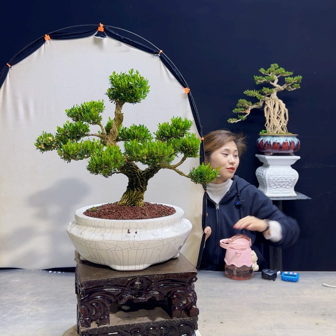 高端黄杨盆景艺术