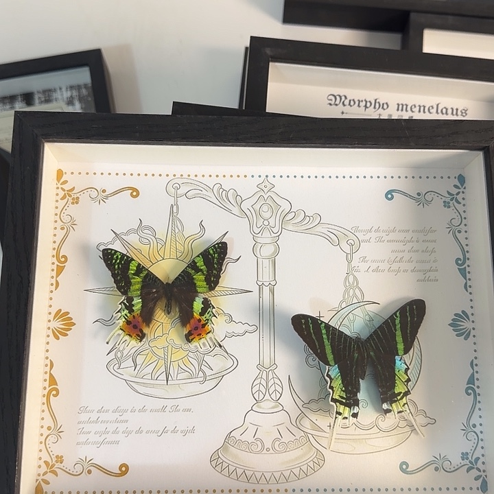 蝴蝶蝴蝶蝴蝶238蝴蝶