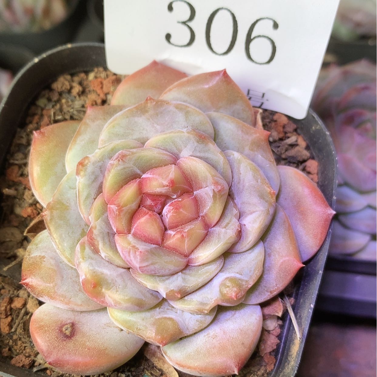 【闪购商品】云306