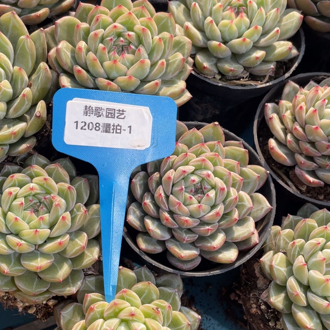 1208-1-开播福利全暗纹雪花珍妮单头一颗量拍