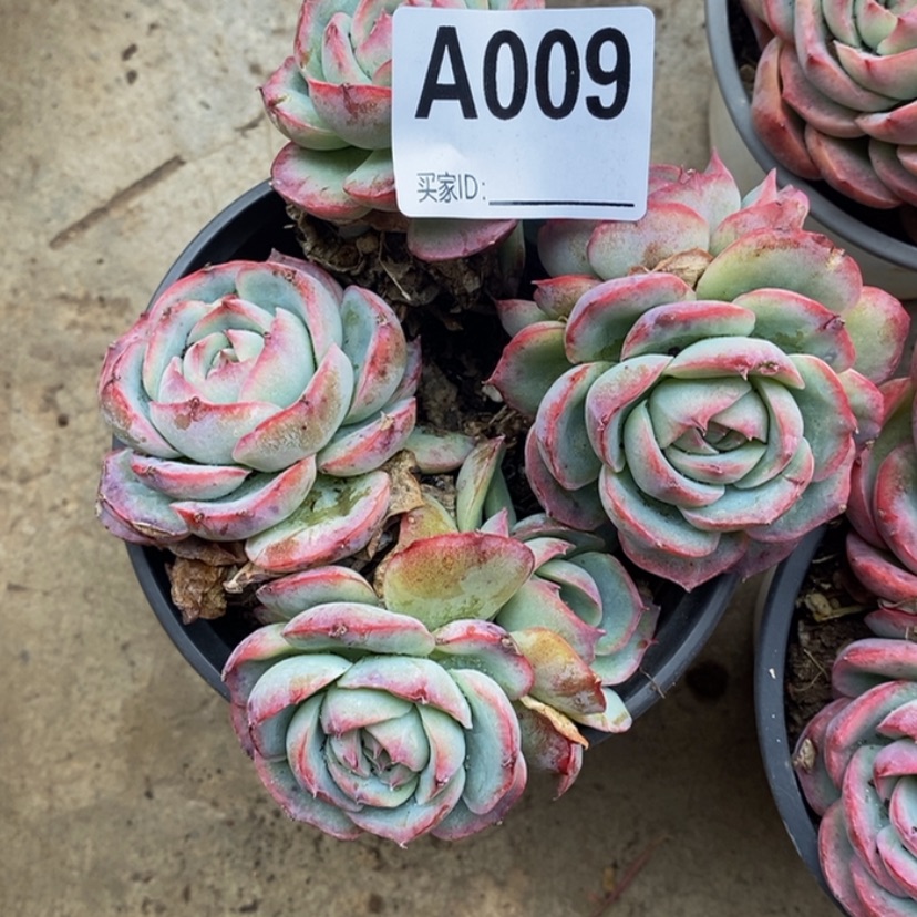 【闪购商品】雨*多肉植物