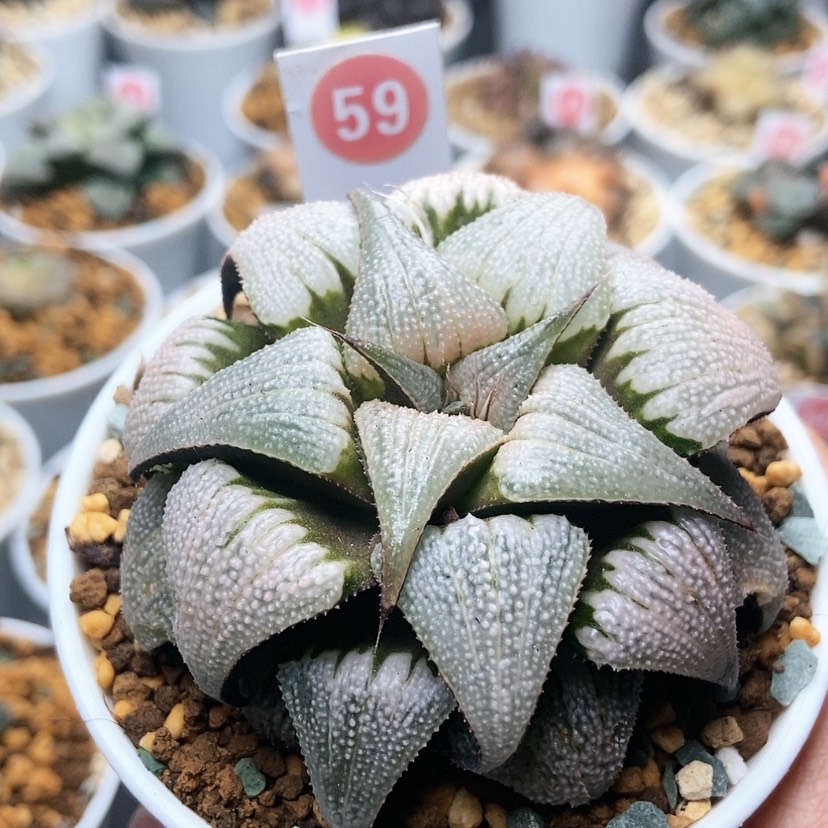 【闪购商品】59吕之星