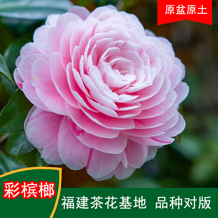 彩槟榔多色系珍贵茶花品种室内外花卉阳台庭院茶花基地直销包邮