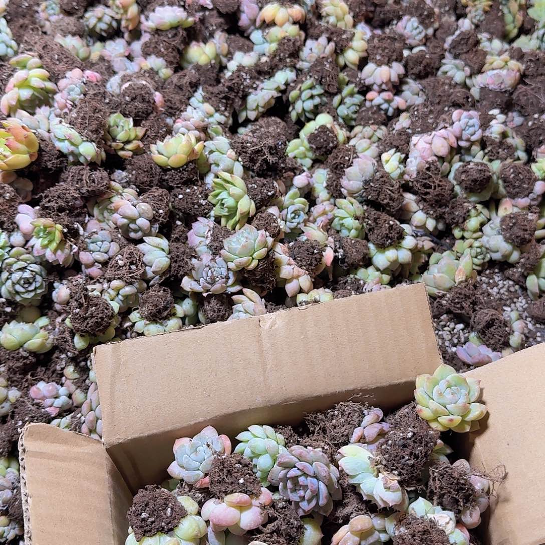 装箱保底50颗福利