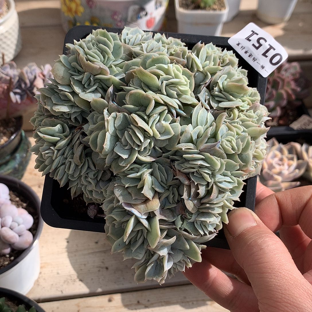 151蓝色惊喜缀多肉一颗13厘米
