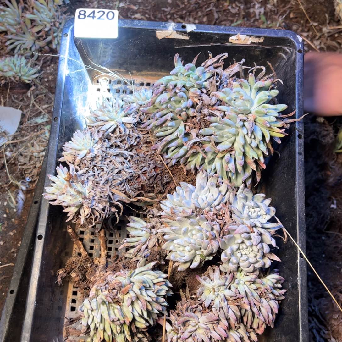 8420哈哈哈哈哈哈哈哈哈