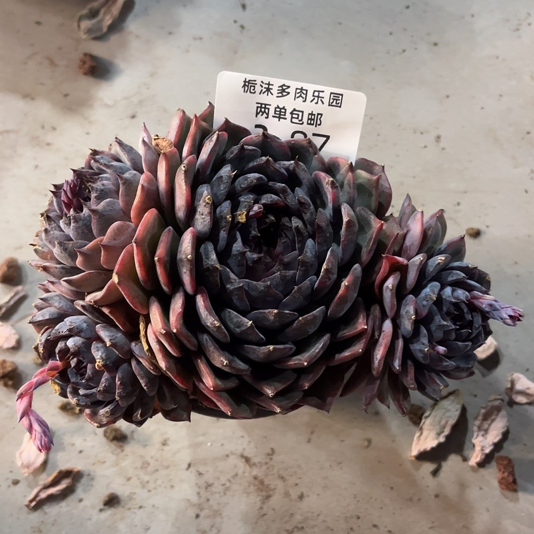 3-87蓝色妖姬多肉植物