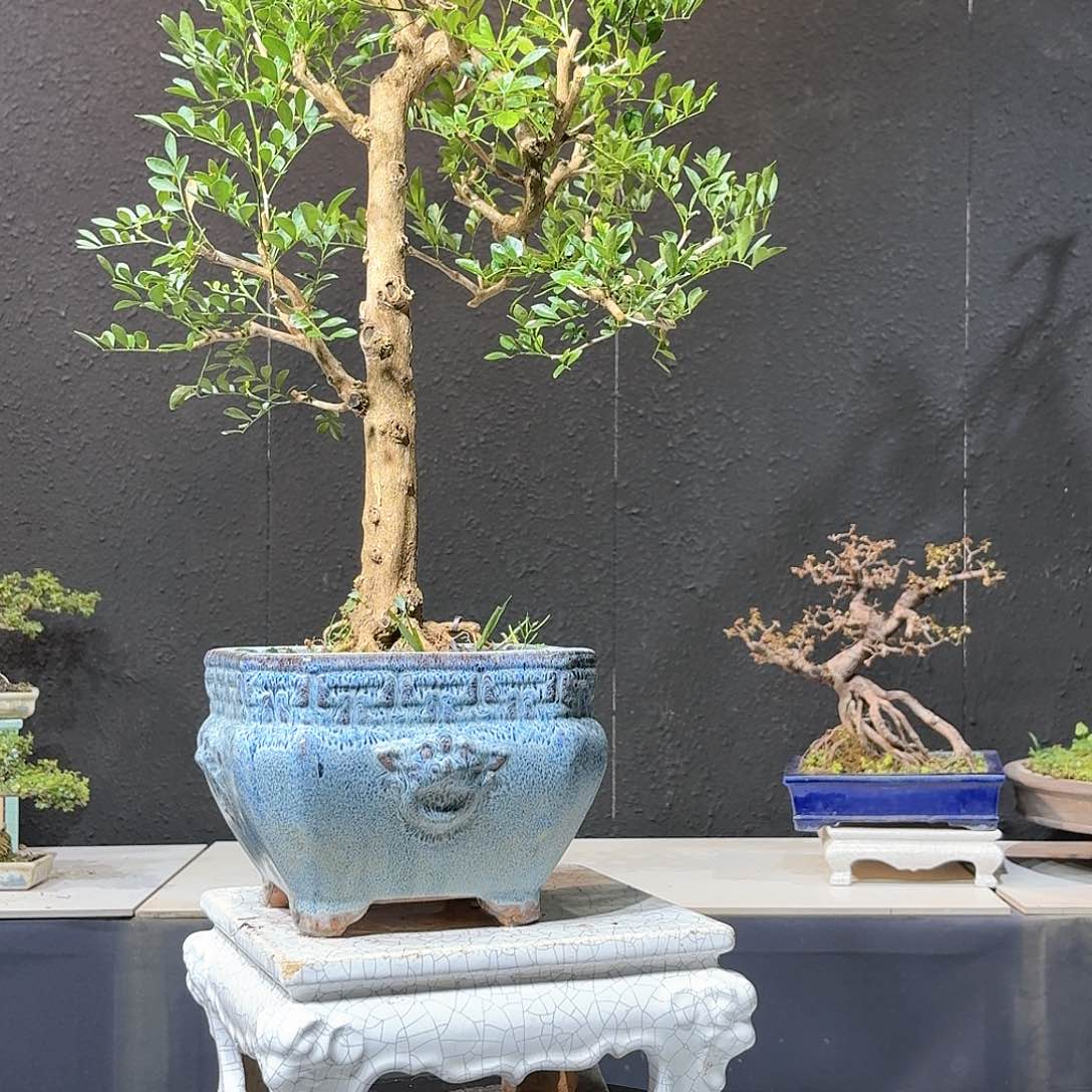 九里香脱盆发货一物一拍