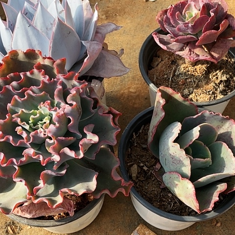 <****>多肉植物组合大小 4棵