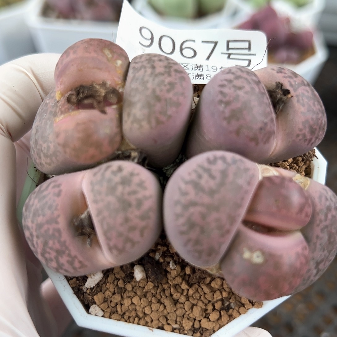 好养易活生石花大母本9067