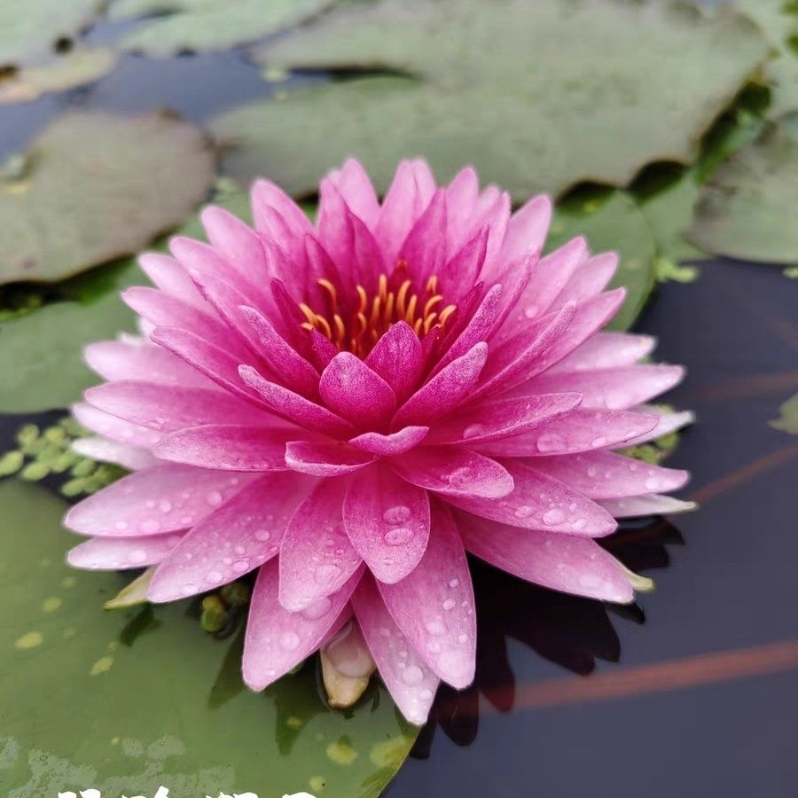 【马哈颂巴】睡莲莲花荷花四季水生花卉盆栽水培鱼缸庭院植物池塘