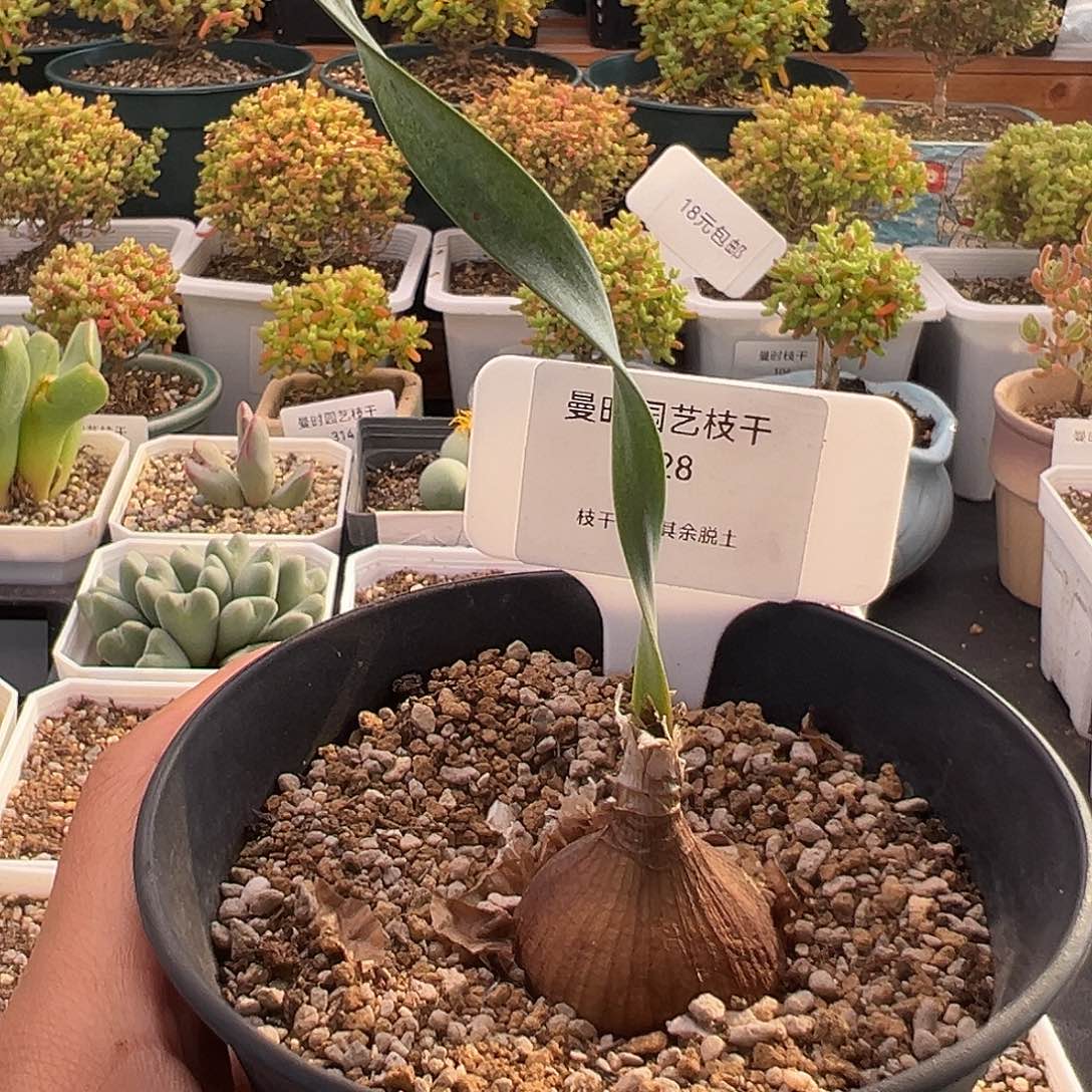 328号卷叶垂筒花12.7多肉