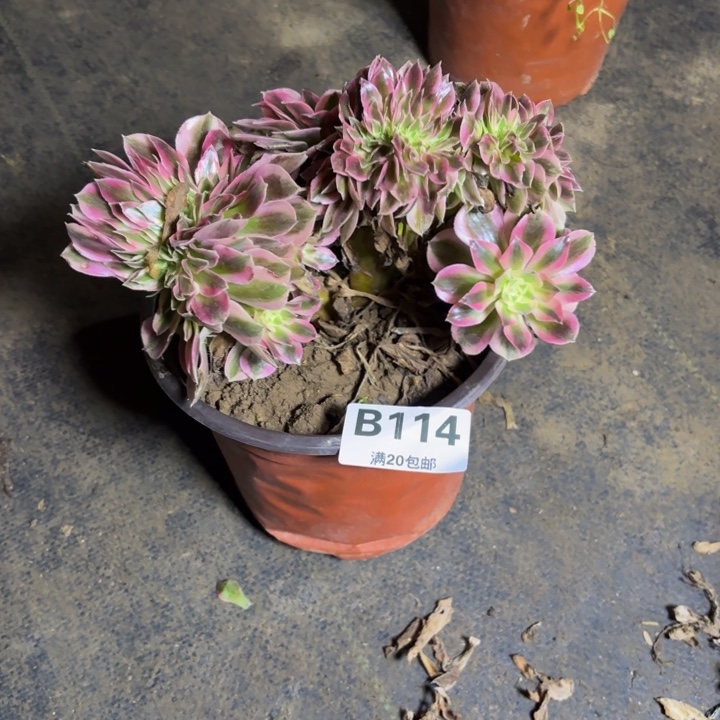 瑞妈，，。。。。。114女巫缀