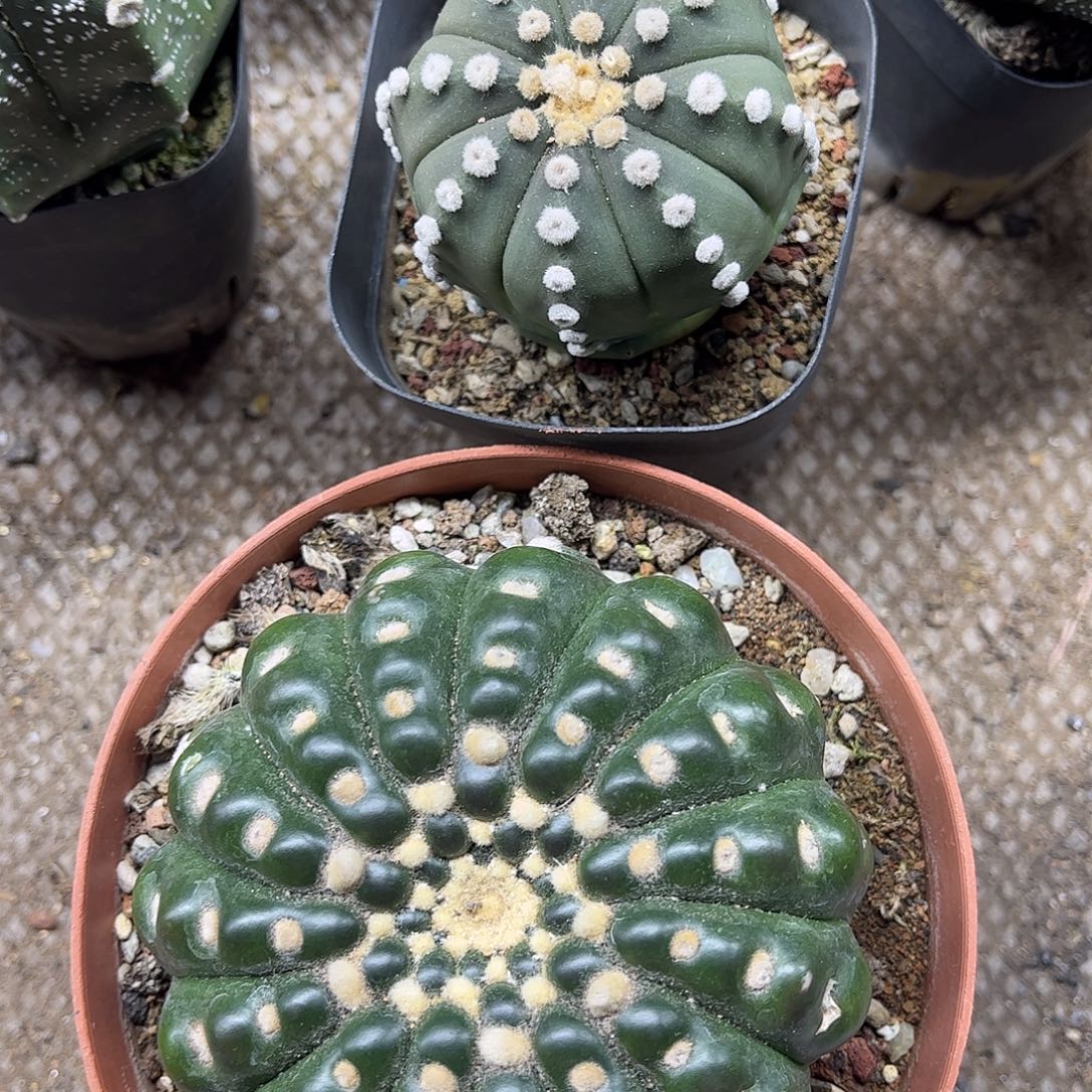 光***行无花朵炫美与家都是生根