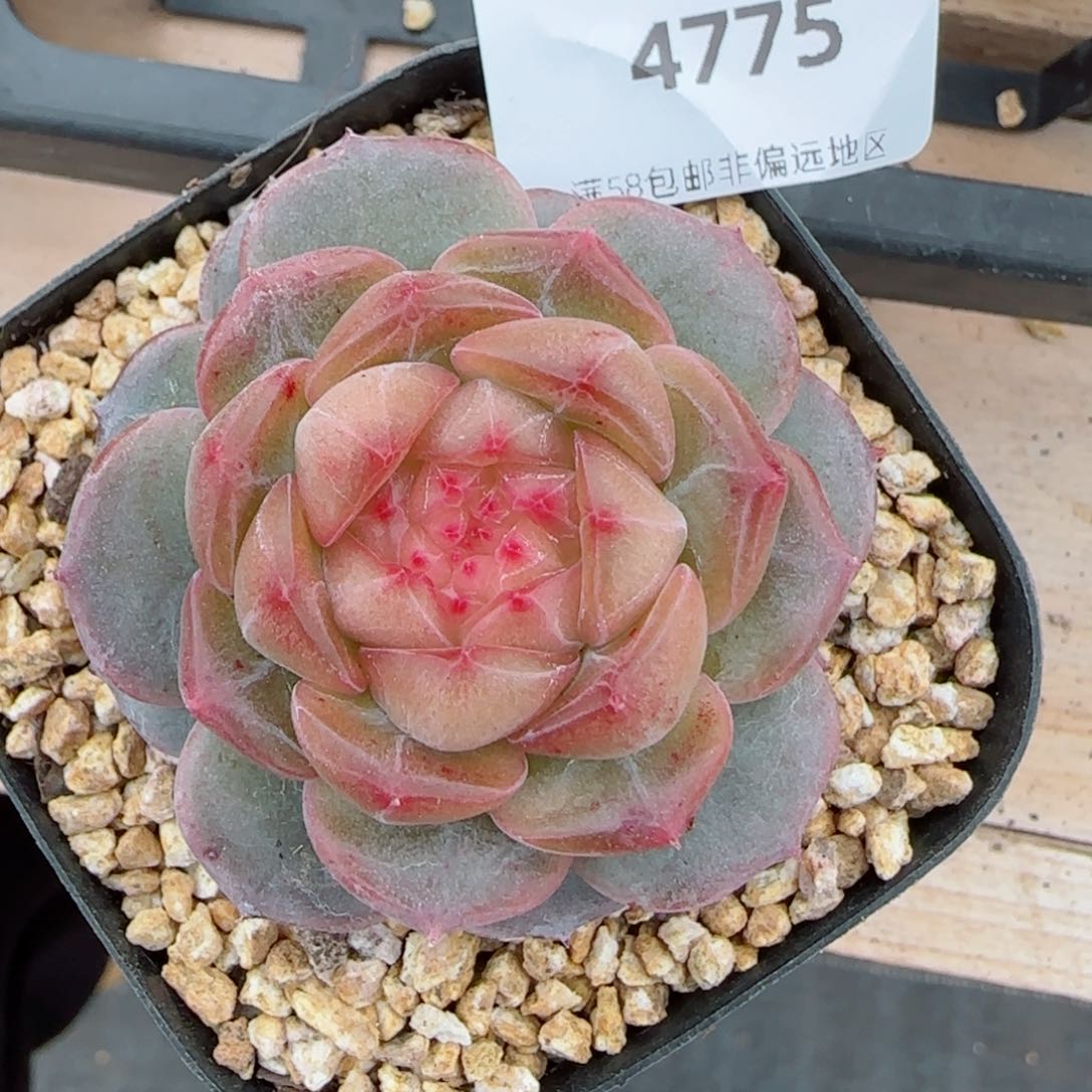 星空幻影，4775多肉植物
