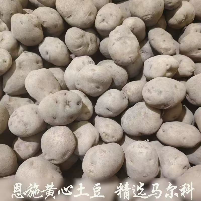 湖北恩施马尔科小土豆新鲜黄皮黄心软糯香甜富硒马铃薯