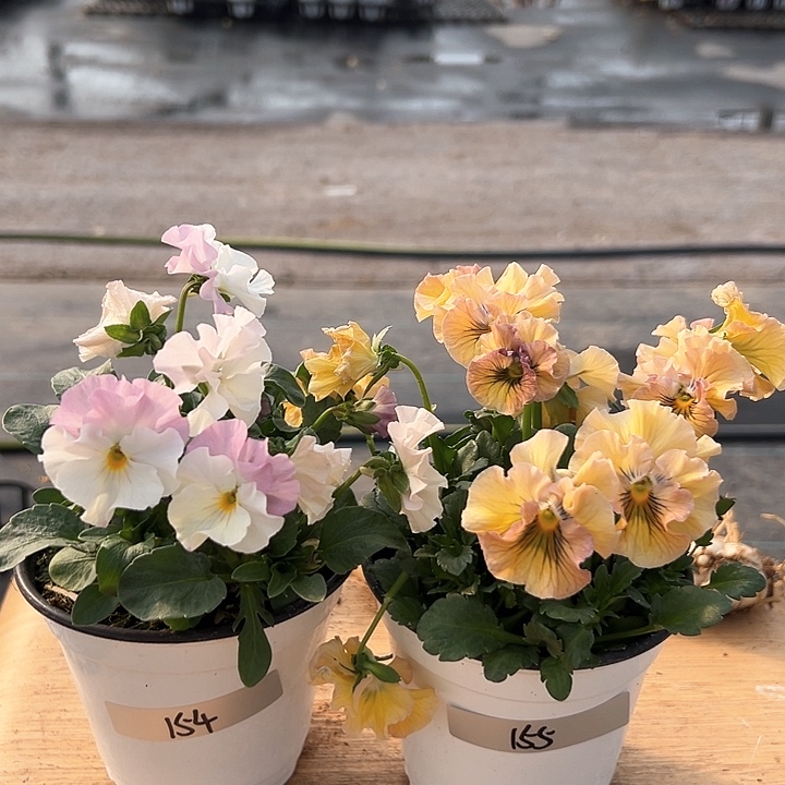 红陶抖音直播闪拍154-155