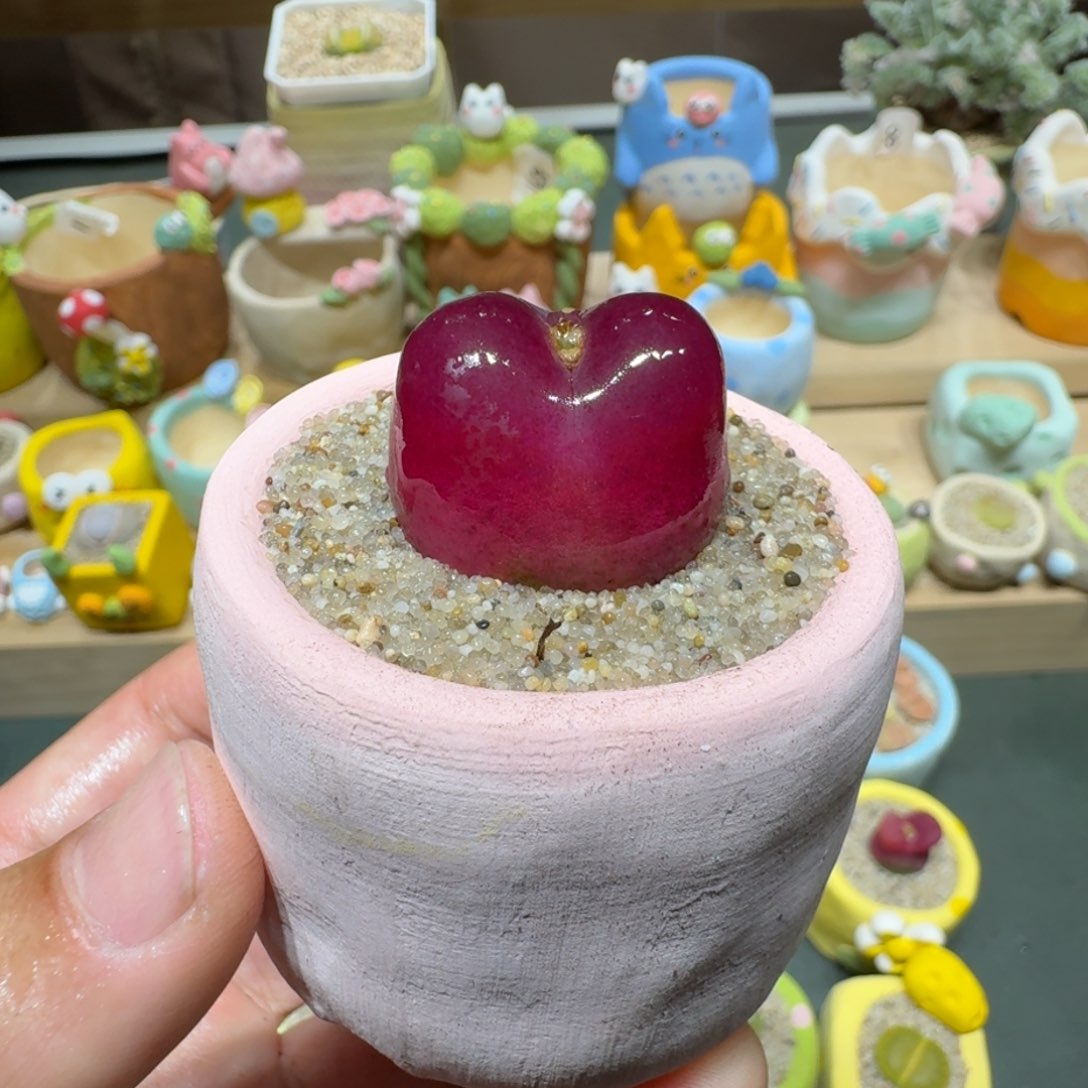 红陶蘑菇722毛汉尼