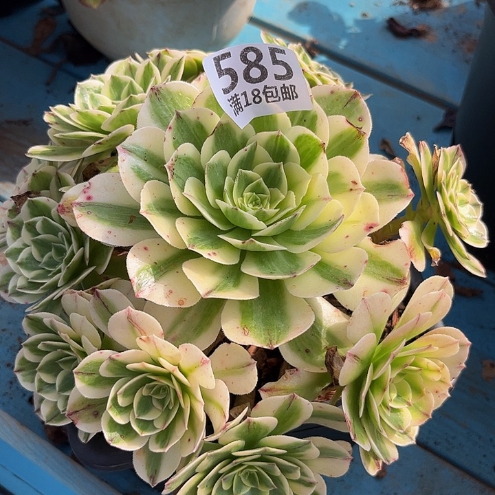585伊丽莎白朵朵刚发根