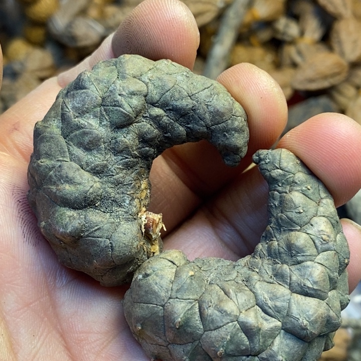 桃核吊坠娜姐真的123