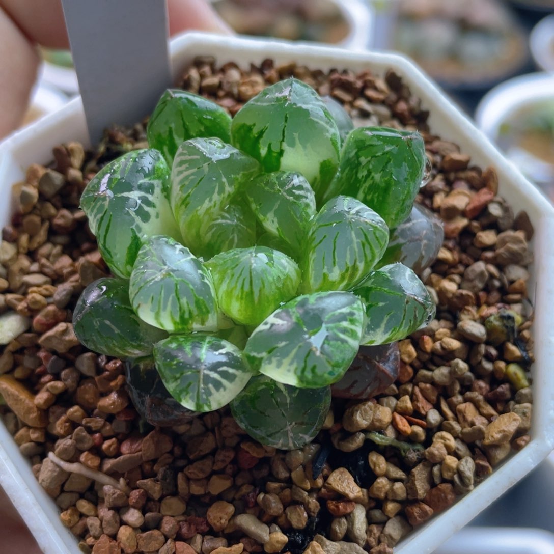 9.十二卷多肉塑料皮玉露锦。 