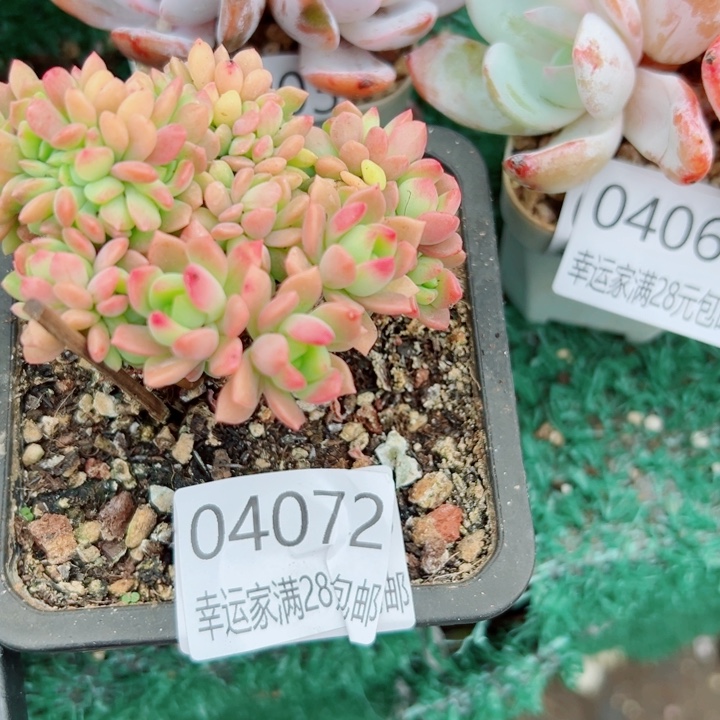 幸运儿是一位非常优秀且