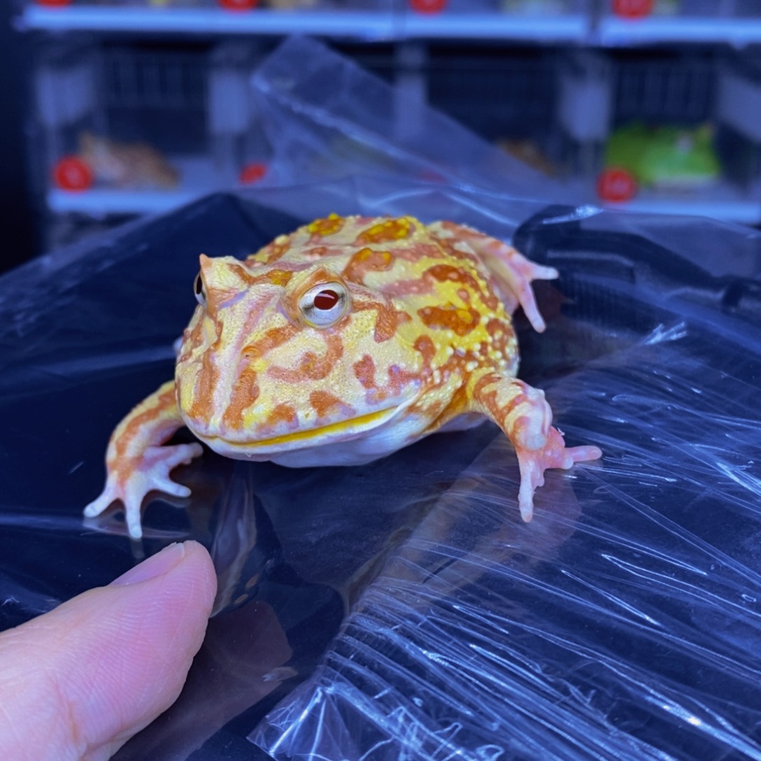 角蛙大南瓜➕加热垫➕蛙粮